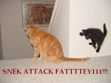 lolcatsdotcom6sgcrzcrj765hp1q.jpg