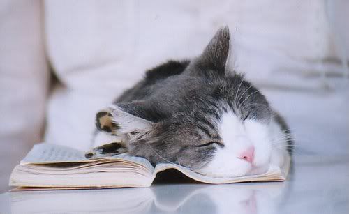 catnap.jpg