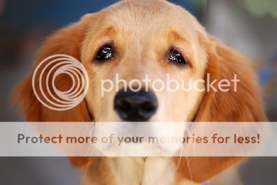 pretty-please-just-one-treat.jpg