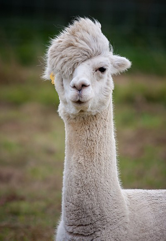 Hipster-llama-l.jpg